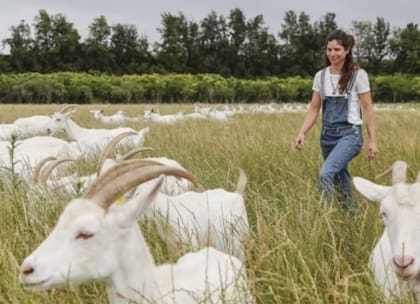 De París al campo argentino: la francesa que eligió hacer quesos 24 En su vida diaria, combina la rutina del tambo con la atención de clientes, la producción artesanal y el cuidado del entorno