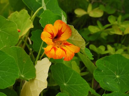 En suelos pobres, sus flores se desarrollan mejor