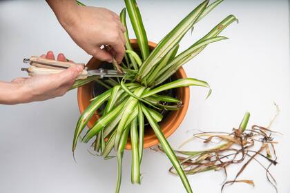 En sus ambientes naturales, las plantas no corren riesgo de desecamiento ya que reciben la humedad adecuada