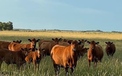 En sus diferentes establecimentos ganaderos, entre Angus y Limangus, tiene 4500 vientres