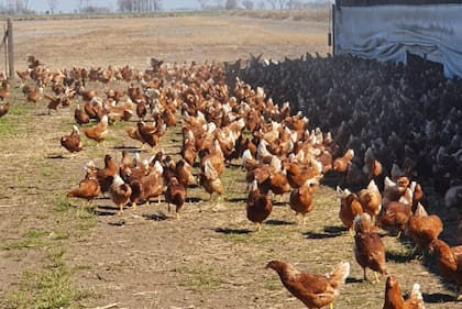 En sus galpones, las aves conviven sobre piso natural, con acceso a pasturas de alfalfa y alimentación complementada a base de maíz, probióticos y minerales