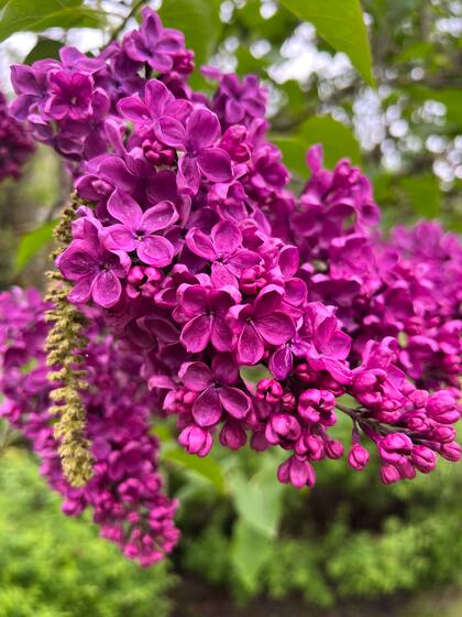 En sus mil tonos de violeta, las lilas tienen un encanto único.