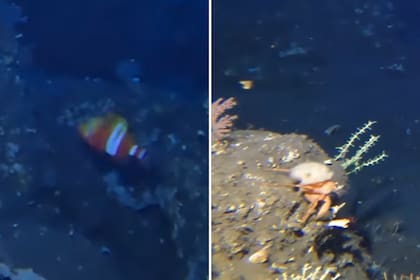 En sus videos, Barney identificar a todos los animales, como parte de su serie de YouTube que captura vídeos de las profundidades del océano