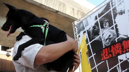 En Taiwán, el primer país de Asia en que ya no se pueden comer más perros ni gatos