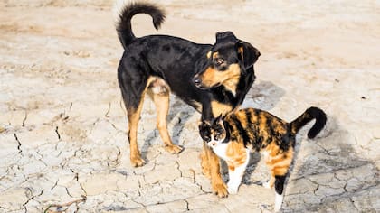 En Taiwán, el primer país de Asia en que ya no se pueden comer más perros ni gatos