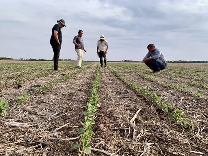 En Tampa Bay, la agricultura y la minería emplean al 44,3% de inmigrantes
