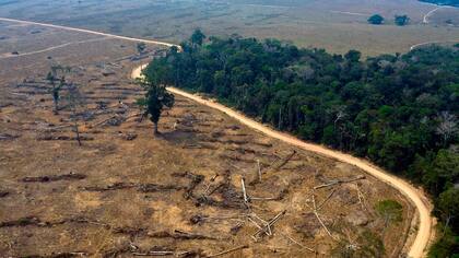 En términos de bosque cortado, ya se perdió cerca de un 18% de la selva amazónica, afirmó Carlos Nobre