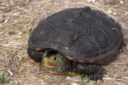 En Texas es ilegal poseer una tortuga de espalda de diamante