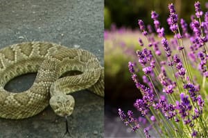 Temporada de serpientes en Texas: la lengua de suegra y otras plantas que los reptiles odian
