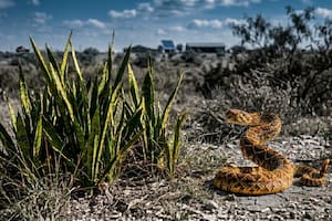 Odian la lengua de suegra: por qué las serpientes detestan esta planta en Texas en 2026