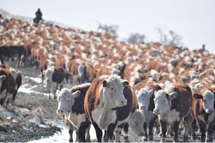 Chile no puso reparos al paso de animales de Tierra del Fuego a Santa Cruz
