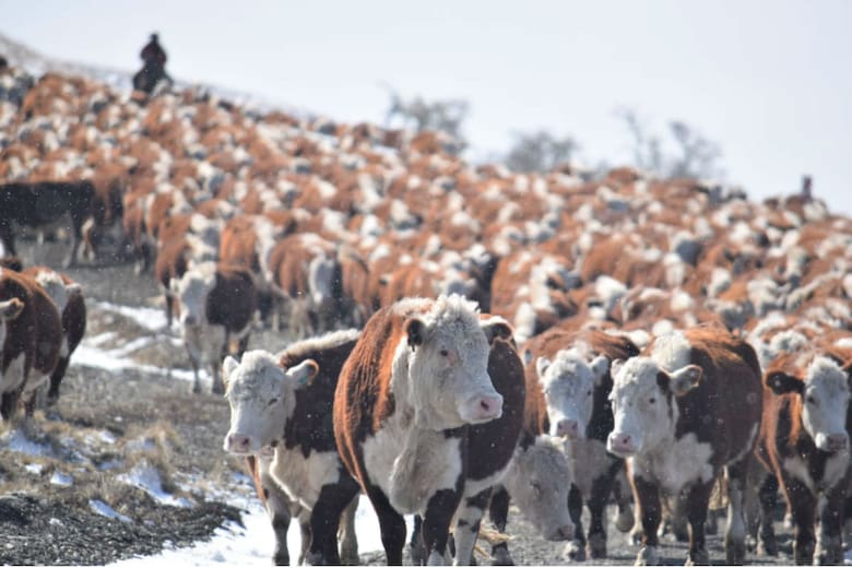 vacas