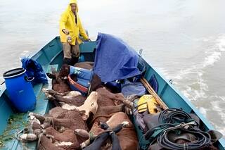 El fenómeno que tiene en vilo a una zona isleña que debe salvar a miles de vacas