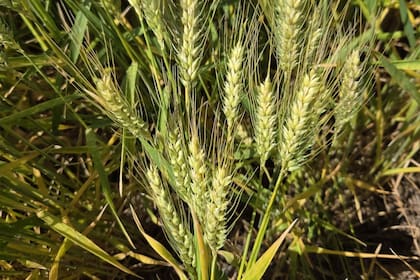 En todo el ciclo el cultivo no atravesó fases de stress hídrico y las temperaturas acompañaron