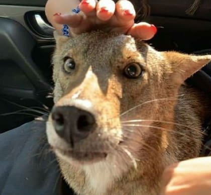 En todo momento, el cánido se mostró afable y manso