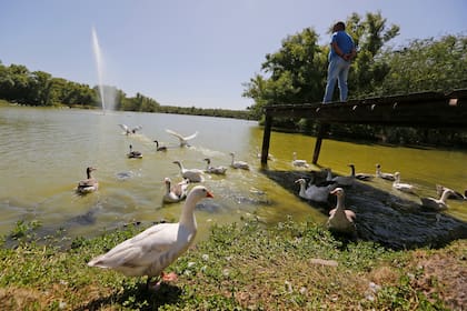En total, al Ceamse llegaron 250 gansos de los lagos de Palermo