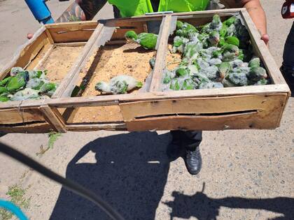 En total había 47 pichoncitos