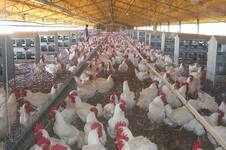 Perdió 60.000 gallinas en un incendio durante la pandemia, se recuperó y este año prevé una producción de 90 millones de huevos