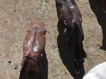 En total se revisaron 300 mulas, de las cuales 70 estaban en estado preocupante