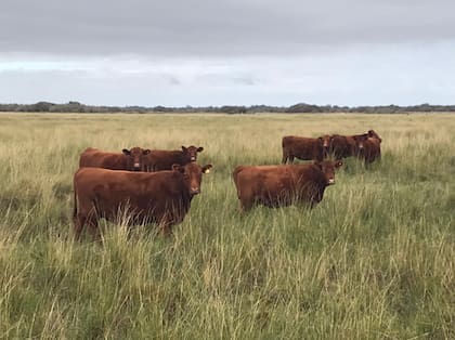 En trabajos en campos de pastizales naturales en la Cuenca del Salado, con manejo inteligente y por ambientes, se logró que los productores, la mayoría pequeños, aumenten su producción de 100 kilos/ha a 220 kilos/ha. Asimismo, en ese camino se capturó entre 0,5 y 1,5 Tn/ha de CO2 equivalente, esto es parte de lo que también hace la ganadería pastoril colaborando en reducir el carbono del aire 