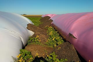 “Estoy desahuciado”: la bronca de un productor por la rotura de sus silobolsas