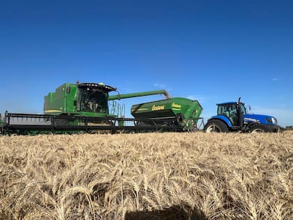 En trigo “la ganancia genética del cultivo en el país está en torno al 1,7% anual”