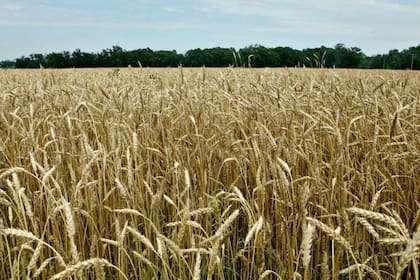 La cadena del trigo se convierte así en la de mayor crecimiento desde el cambio de políticas iniciado con el nuevo ciclo presidencial