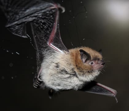En un camión que se dirigía de Mendoza a Chile se halló un murciélago infectado de rabia
