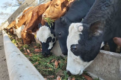 En un campo en Tintina, Santiago del Estero, comenzaron a dar zanahorias a terneros de recría