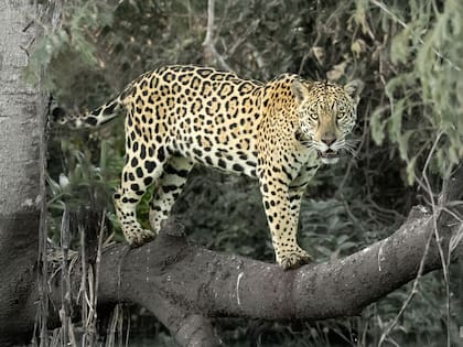 En un comienzo, Diego no reparaba mucho en las imágenes que captaba, hasta que cierto día descubrió que tenía muchísimos animales en su galería fotográfica. (Foto: Diego Berazadi, Pantanal, Mato Groso, Brasil)