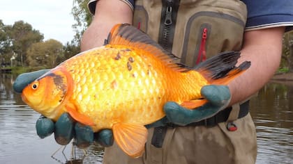 En un entorno natural los peces dorados alcanzan un gran tamaño