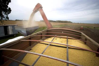 En un escenario bajista, retener mercadería sin hacer cobertura de precios es una opción que eleva los riesgos