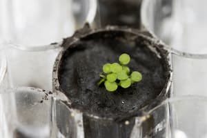 Histórico: un equipo de científicos logró cultivar plantas en la Luna