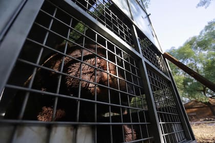 En un procedimiento inédito, los osos pardos del ex-zoológico son trasladados al Santuario “The Wild Animal Sanctuary” en Keenesburg, Colorado, Estados Unidos.