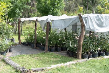 En un rincón del jardín Connie tiene su propia producción de rosales.