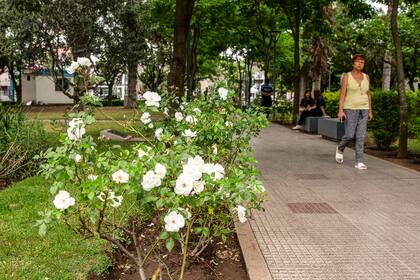 En un sitio alto, las rosas iceberg se preservan desde la visita del presidente Juan Domingo Perón en los orígenes de esta plaza, en 1944