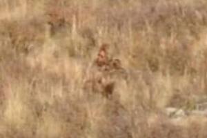 En un viaje en tren por los Estados Unidos, una mujer quería avistar alces y se encontró con la figura de un bípedo que creyó que podría ser Pie grande