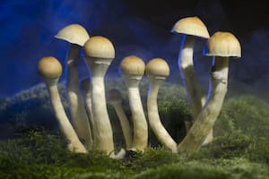 Así se comporta el cerebro durante un ‘viaje’ psicodélico