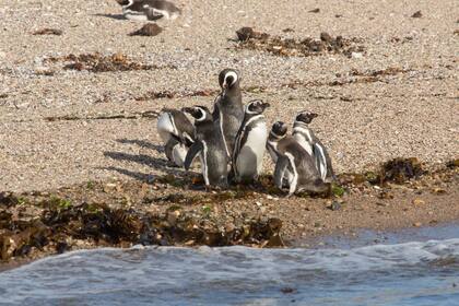En una entrevista, Ricardo La Regina admitió haber realizado la obra del camino y el alambrado, aunque citó el hecho en el mes de julio, época en la que no había pingüinos