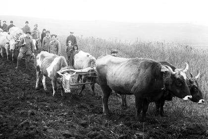 En una granja de Hryshynsokho, Donetsk, los campesinos contaban con elementos muy básicos para el trabajo de la tierra