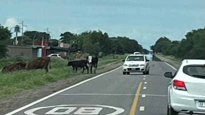 En una imagen se expone la cantidad de animales en las rutas salteñas