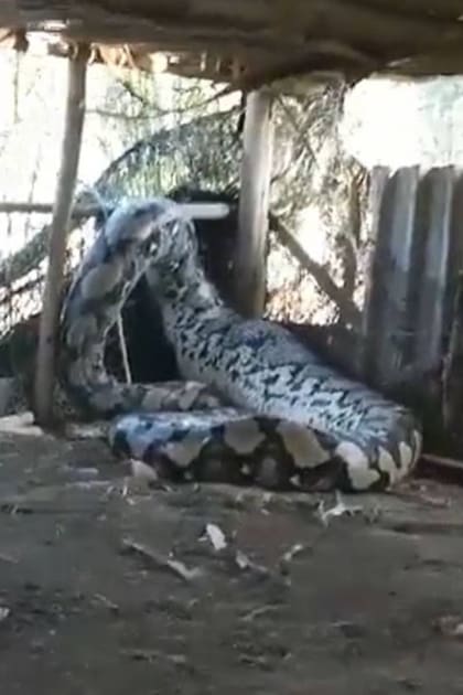 En una parte del cuerpo de la pitón puede verse el abultamiento producido por el animal que se comió, que pudo ser una vaca o una cabra