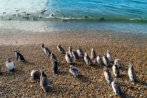En unas 60 colonias en las costas del sur argentino, se reproducen cada año más de un millón de parejas de pingüinos de Magallanes
