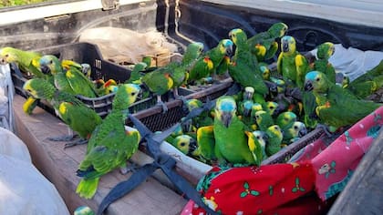 En uno de los procedimientos se halló a numerosos loros habladores, a punto de ser comercializados
