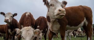 La multimillonaria estafa de las "vacas virtuales" que sacude a Uruguay, uno de los países más ganaderos del mundo