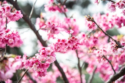 En varias ciudades de Japón, hordas de locales y turistas se están preparando para la primavera y la temporada de sakura, cuando los cerezos empiezan a florecer