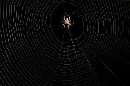 En varias obras psicoanalíticas de interpretación de los sueños se considera que las arañas simbolizan en parte los miedos y la pérdida de control