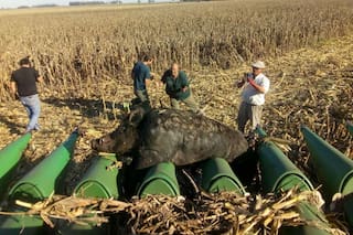 Cosechaban maíz y se les cruzó un enorme jabalí de 270 kilos