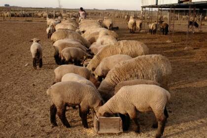 En Venado Tuerto se robaron 12 borregas de pedigree de una cabaña ovina
