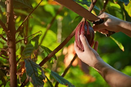 En Venezuela se cultivan dos de los cacaos criollos más prestigiosos del mundo, el de Chuao y el Porcelana del sur del lago Maracaibo